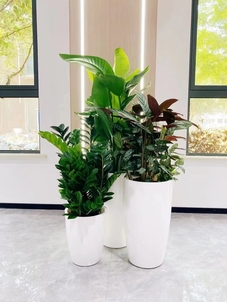 专业打造北仑植物租摆,营造舒适宜人氛围